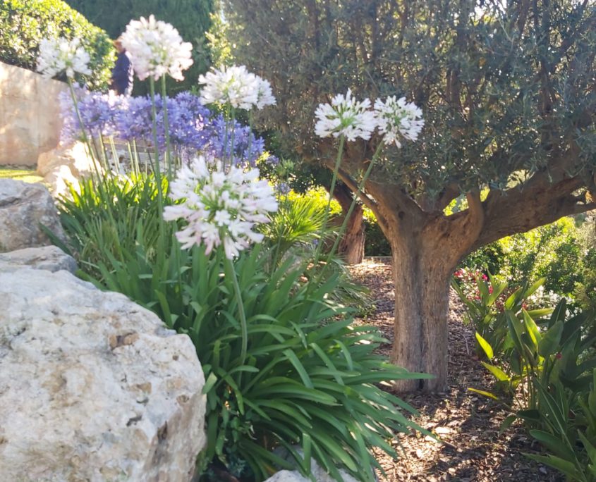 Flores de nuestra empresa de jardinería en Mallorca