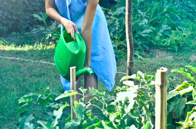 como cuidar de tu jardin - empresa jardineria mallorca