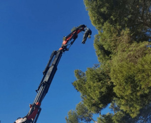 servicio de jardinería en Mallorca en Calvià de podas de pinos