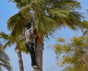 servicios de jardinería en Mallorca de poda de palmeras